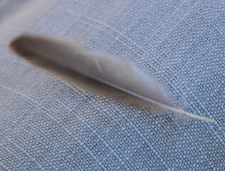 The feather of a bird.