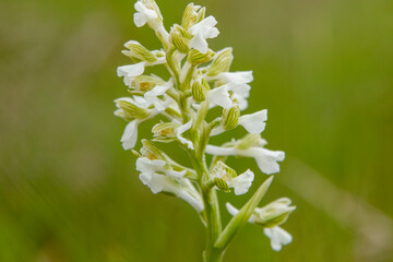 Green-veined Orchid (Orchis morio) in natural habitat