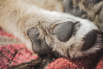 Paws of a nearby dog