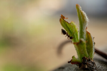 Brown ant close up details