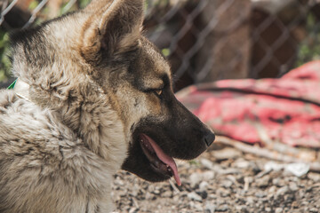 A dog lying in the yard