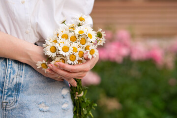 Close-up of cute little daisies bouquet of simple flowers in unrecognizable woman's hands on white background with copy space.