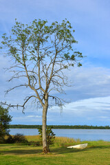 Summer landscape with tree and boat on seashore. Aland Islands, Finland