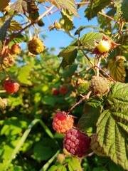Red raspberries grow on a branch