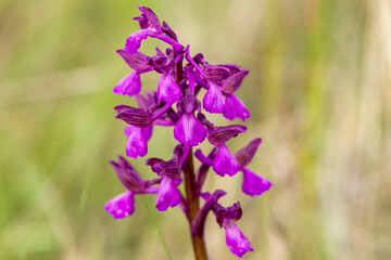 Green-veined Orchid (Orchis morio) in natural habitat