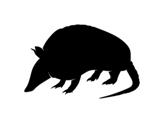 Vector Animal Silhouette Armadillo on White Background