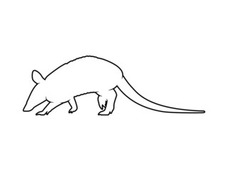 Vector Animal Silhouette Armadillo on White Background