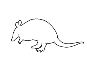 Vector Animal Silhouette Armadillo on White Background