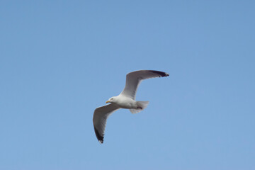 seagull in flight