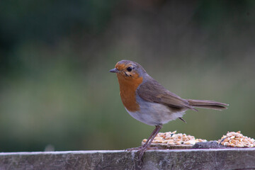 robin say next to his seeds 