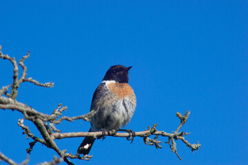 uk song bird sat on a branch 