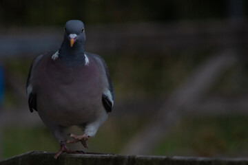 wood pigeon walking towards the lens 