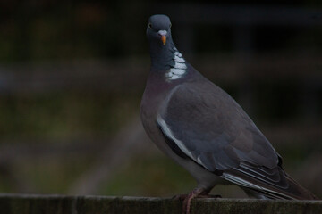 wood pigeon