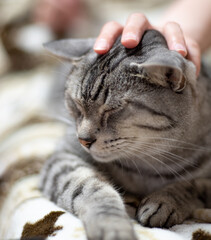 猫と暮らす　　サバトラ猫