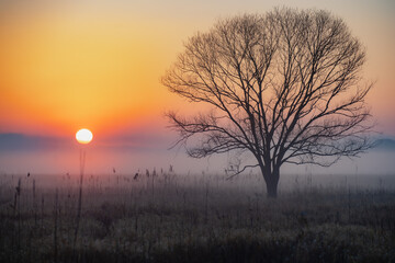 Fototapeta premium Tree in the field