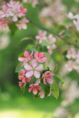 beautiful pink and white apple tree flowers in spring, sunny day