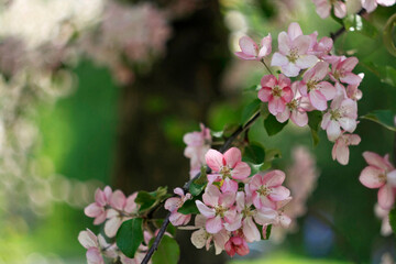 Naklejka na ściany i meble beautiful pink and white apple tree flowers in spring, sunny day