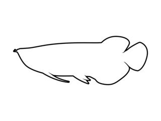 Isolated Animal Vector Arowana on White Background