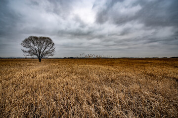 Fototapeta premium Tree in the field