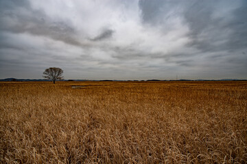 Fototapeta premium Tree in the field