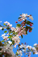 beautiful pink and white apple tree flowers in spring, sunny day