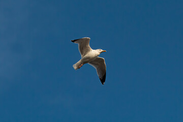 Seagull flying against a blue background 