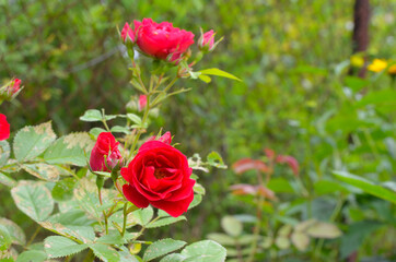 Flower background with space for text. Spring mood. Red roses in the botanical garden