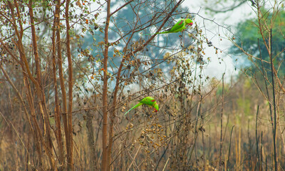 A pair of Alexandrine Parakeets (Alexandrine parrot) in the Kaziranga National Park, India.