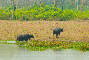 Water buffalos are crossing the river in Kaziranga National Park, India.