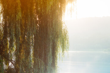 Willow tree in the morning fog . Mist scenery with lake 