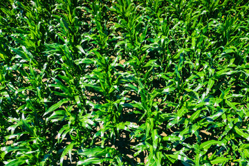 Aerial drone top view of cultivated green corn field, abstract texture of agricultural plantation from above