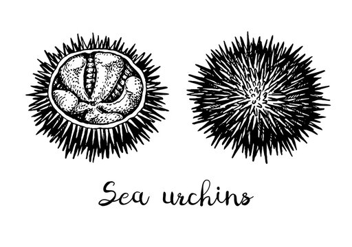 Ink sketch of urchins.