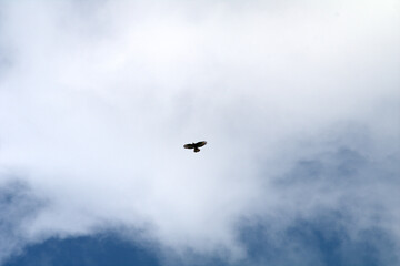  bird of prey in flight ,bird,sky, flying, blue, bird, clouds, nature, air,freedom,