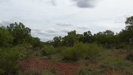 landscape with trees