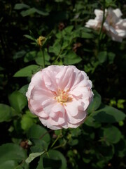 pink rose flower