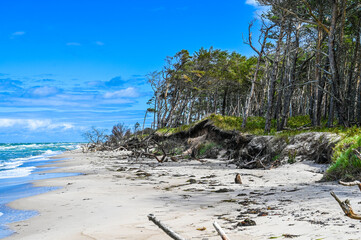 pristine wild sand beach with uprooted stems