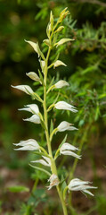 Eastern Hooded Helleborine (Cephalanthera epipactoides)