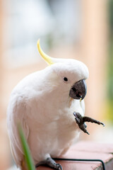 Cockatoo with buildings in the background