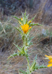 A Spanish Golden-thistle in Bloom on a Summer day near Jerusalem, Israel