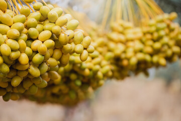 Date palm fruit is produced in spring season at organic agriculture garden farm.