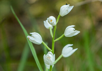 Sword-leaved Helleborine (Cephalanthera longifolia) in natural habitat