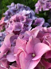 pink and purple hydrangea flowers