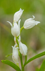 Sword-leaved Helleborine (Cephalanthera longifolia) in natural habitat