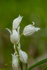 Sword-leaved Helleborine (Cephalanthera longifolia) in natural habitat