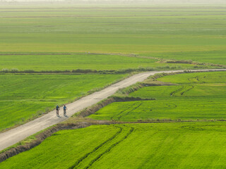 Naklejka premium cycling through the rice fields