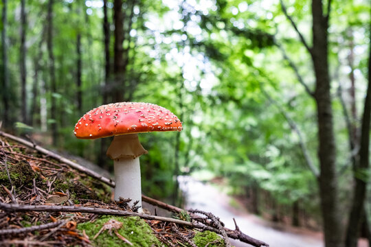 A isolated mushroom with red cap and white drops on it from family Amanita muscaria in pine forest, near forestier road. This fungus is symbiont with pine trees.