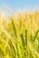 Wheat field. Ears of green wheat closeup.