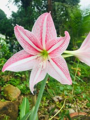 pink lily in the garden