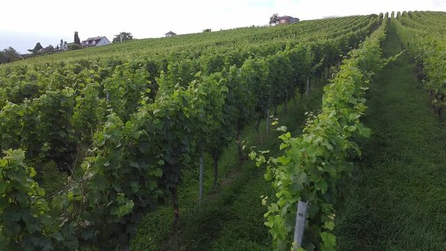 Vineyards in the Baden-W&uuml;rttemberg region, in southwestern Germany. W&uuml;rttemberg is known as Germany's premier red wine region