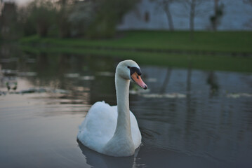 Schwan im Burggraben